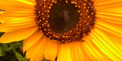 shyly spreading pollen