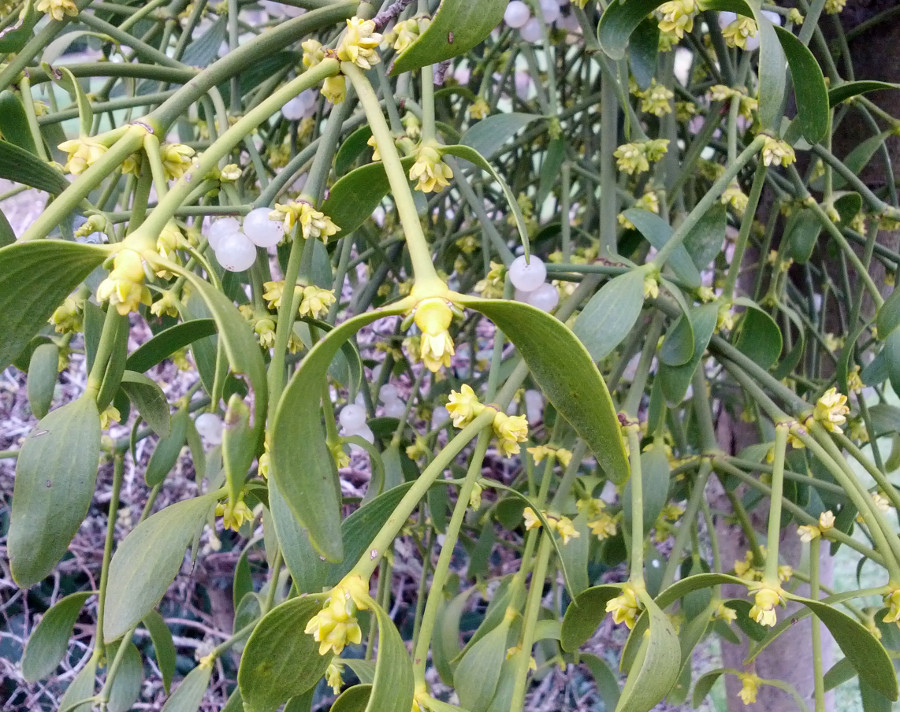 201702 11 mistletoe