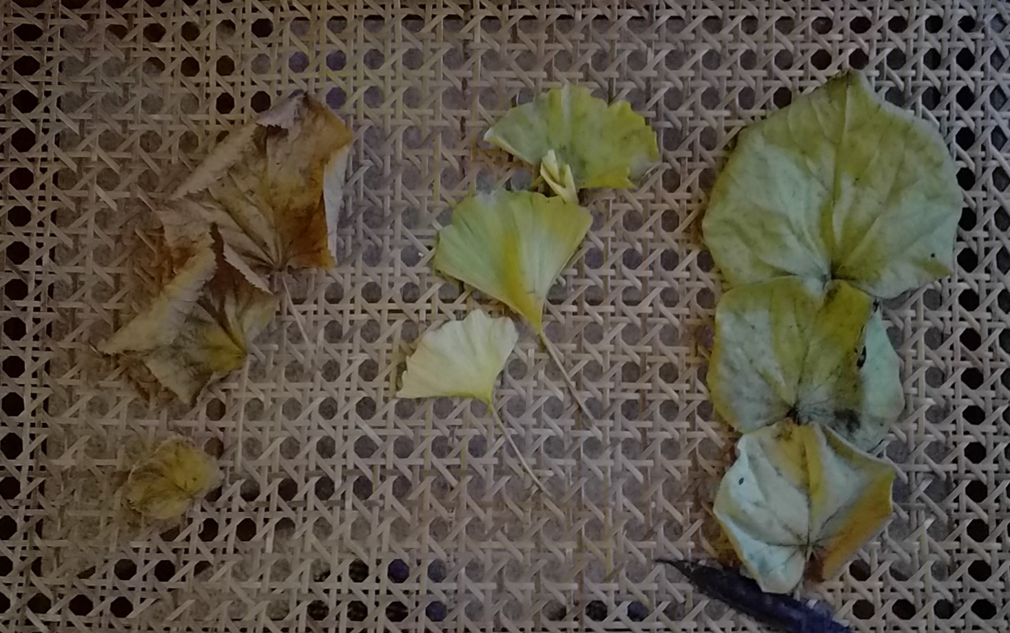 IMG_20191123_155623
Threes: leaves of Tilia, Gingko, Cercis