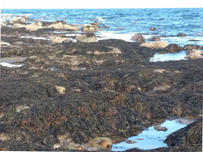 Brora North Beach near harbour, September 2018
copyright Kathy McVittie 2018
