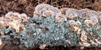 lichens