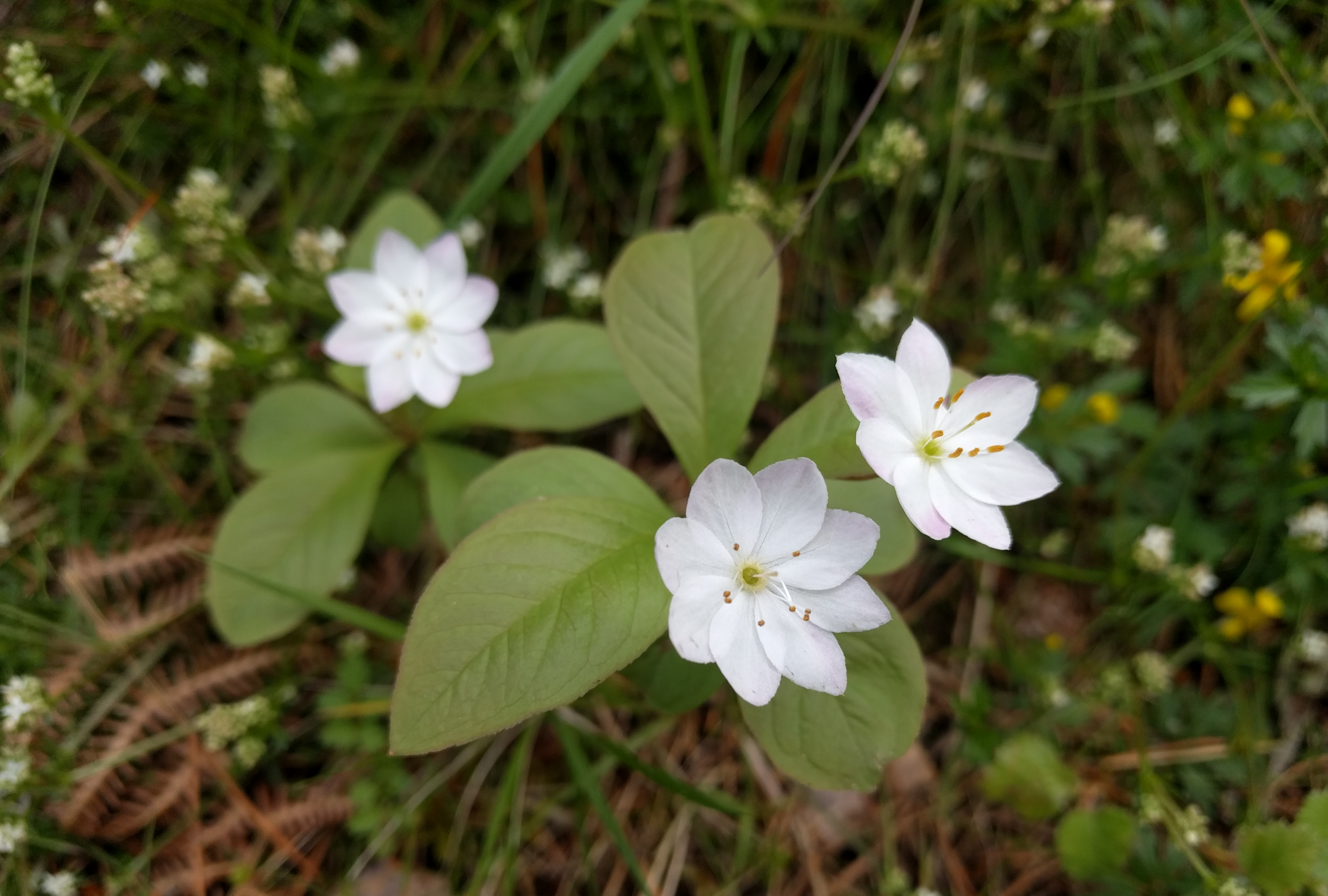 Trientalis europaea flowers and leaves