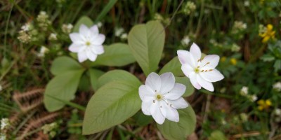 Trientalis europaea flowers and leaves