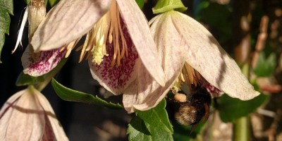 winterflowering Clematis viited by bumble bee