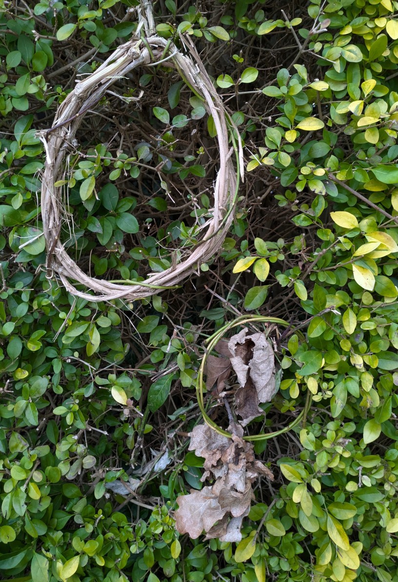 leaf-bare stem twinings displayed in evergreen privet hedge, Bermuda Road, Cambridge 2025